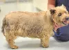 This shows a an obese dog that weighs 48 pounds with an ideal
weight of 20-22 pounds. This compares to an adult female human
standing 5-foot-4 and weighing 317 pounds, or a 5-9 male human
wei