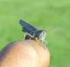 While it is common knowledge that rhubarb leaves are considered
to be poisonous they appear to be a favorite among the recent
swarms of grasshoppers. Photo by Eowyn LeMay Ivey.