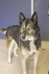 A Tugger at the heartstrings