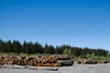 Stacked logs are seen in Yakutat on June 3, 2023.  Claire Stremple/Alaska Beacon