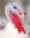 GOBBLE, GOBBLE