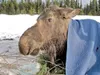 A moose sits covered with a blanket and stuck in the mud on
Grella Lake in the Hatcher Pass area Wednesday. The moose was
discovered by William Stephens. Stephens along with members of the
Sp