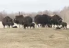 ROBERT DeBERRY/Frontiersman A herd of musk oxen stand on a knoll
at the Musk Ox Farm in Palmer in this 2011 file photo. The farm is
celebrating its 25th birthday Sunday.