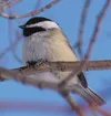 A black-capped chickadee sits on a twig. The bird is common in Southcentral Alaska and a likely sighting for participants in the annual Christmas Bird Count, held Jan. 1, 2017. Wikimedia Comm