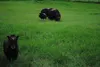 Musk Ox