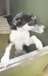 Needs a good home