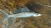 A Deshka River Arctic grayling caught April 27. Photo courtesy of Ben Allen