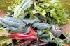 The Alaska State Fair donated vegetables to the Wasilla Food Pantry. Photo courtesy of the Alaska State Fair