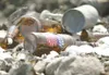 ROBERT DeBERRY/Frontiersman Broken beer bottles litter the
ground in an area in the Butte that has become a hot spot for
underage drinking. In 2007, there were 248 minors cited for
underage d
