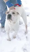 Another adoptable pet
