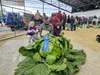 Scott Robb poses for a photo with his family next to the giant cabbage that won the 2023 weigh-off. Jacob Mann/Frontiersman