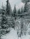 A man hunts for a Christmas tree on Department of Natural Resources land. (Britt Lueck)