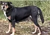 This dog was rescued by the HELP nonprofit. Courtesy photo