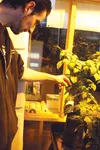 Palmer Alaska Jack’s employee Jordan Prendergast checks the progress of some pepper plants Saturday. The plants were being grown under a 1,250-watt dual-ended grow light. The long ties betwee