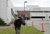 The bronze moose statue donated by the class of 2020