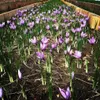Saffron offers a golden farming opportunity