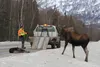 Alaska Moose Federation CEO Don Dyer stares down a moose cow trying to protect the body of her dead calf along Palmer Fishhook Road Monday afternoon. The AMF is working to rebuild credibility