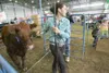 ROBERT DeBERRY/Frontiersman Tera Schnabl leads her grand
champion Red Angus cow into the arena a the Alaska State
Fairgrounds Saturday for the 4-H Jr. Market Auction.
