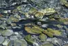 Two spawning pink salmon head upstream in shallow water in Cove Creek in Whittier on Aug. 5, 2024. While last year's pink salmon runs and harvests were weak, big increases are expected this y