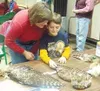 Goshko Leet and his mother, Cathy Wright, study several owl
wings on display at a Mat-Su Birders meeting. The Bird Treatment
and Learning Center provided a presentation on owls, including a
v