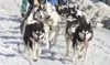 For those wanting to give it a try, winter -- prime mushing season for obvious reasons -- is the perfect time. And getting into it is pretty straight forward, said Scott Maruskie, a longtime 