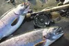 A brace of Susitna Valley coho salmon. The Glenn Massay Theater will screen the International Fly Fishing Film Festival Friday at 7:30 p.m. Frontiersman file photo