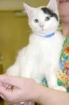 Like, meow, dude