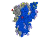 Positions of mutations in the SARS-CoV-2 Omicron variant compared to the original strain, showing amino acid substitutions (yellow), deletions (red), and insertions (green). In this trimeric 