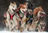 Iditarod