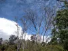 Victims of Rapid Ohi’a Death by Zack Fields