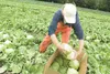 Gold Nugget employee Erin Sturdivant boxes heads of lettuce in the Butte in this 2010 file photo. Rep. Bill Stoltze sponsored a resolution calling on the state to produce and use more locally