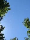 Cottonwood trees. Courtesy photo