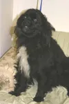 Adopting me is easy, not ruff!