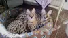 All these caracal, serval and Savannah kitten are available presently for sale. They are home raised, vert checked and free from all health issues. In case you are interested in having a kitt