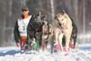 A dog team charges down the Iditarod Trail during the 2014 Iditarod. MARK KELSEY/Frontiersman