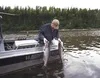 Bryan Myers dips a pair of king salmon in the Deska River before putting them in a cooler in this Frontiersman file photo. Frontiersman file photo