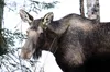 A moose browses on some branches alongside Palmer-Fishhook Road on Saturday, Nov. 28, 2015. Frontiersman file photo
