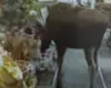 Moose in Carrs