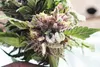 Talkeetna Herb Company’s marijuana product, 11Up, is a purple sativa-Indica hybrid that’s expected to be in production at the Mat-Su area cultivator’s in spring 2017, and is set to be sold at