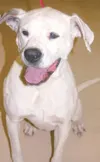 I'm a happy pooch