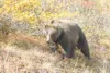Frontiersman file photo According to the research of Seth
Donahue, of Michigan Tech University, hibernating black and grizzly
bears perform what seems like a miracle. They don’t lose bone mas