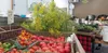 Just outside Palmer, on the Old Glenn Highway, Bushes Bunches farm stand has begun to stock freshly harvested locally grown produce. Frontiersman file photo