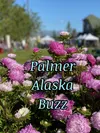 Palmer Buzz