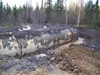 (Photo courtesy City of Houston) Septic tanks sit above ground
waiting to be moved off the property