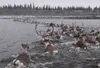 Caribou cross the Kobuk River. Courtesy of Kyle Joy
