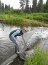 Fish culturist Megan McClaren releases Chinook smolt into Deception Creek, a tributary of Willow Creek. Fish and Game plans to release 212,000 adipose-fin clipped Chinook smolt in 2016. Court