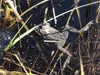 Wood frog in Anchorage pond. Courtesy photo