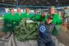Scott Robb poses with his cabbage 'Steve' and the Cabbage Fairies after winning the 2024 Alaska State Fair Cabbage Weight Off with a 97.35-pound cabbage, that he obsessed over. J. David McChe