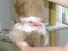 KELLY BENNETT/Courtesy photo Drainage tubes stick out of the
wound Henry sustained when he became caught in a snare last
weekend.