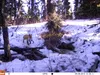 Red fox